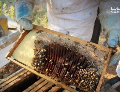 “التغيرات المناخية وأثرها على قطاع النحل السوري” في ورشة عمل بدمشق 2 النحل