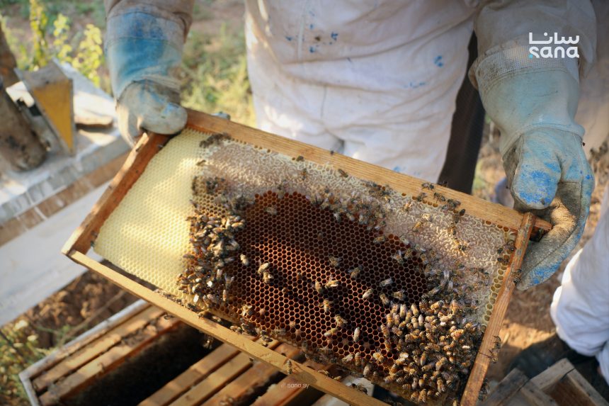 “التغيرات المناخية وأثرها على قطاع النحل السوري” في ورشة عمل بدمشق 1 النحل