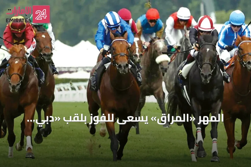 المهر «المُراق» يسعى للفوز بلقب «دبي جولاي كب» في نيوماركت » الإمارات 24 1 article 74637