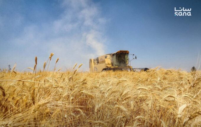الاقتصاد الاكتفاء الذاتي القمح