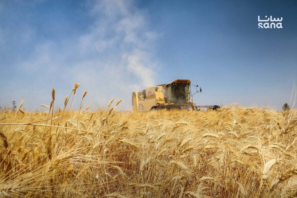 الاقتصاد: الاكتفاء الذاتي من القمح يعكس قدرة سوريا على تجاوز التحديات وتعزيز الأمن الغذائي 1 1 6 2 1024x683 1