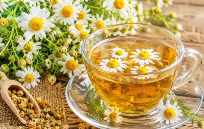 البابونج مشروب ذهبي للباحثين الهدوء