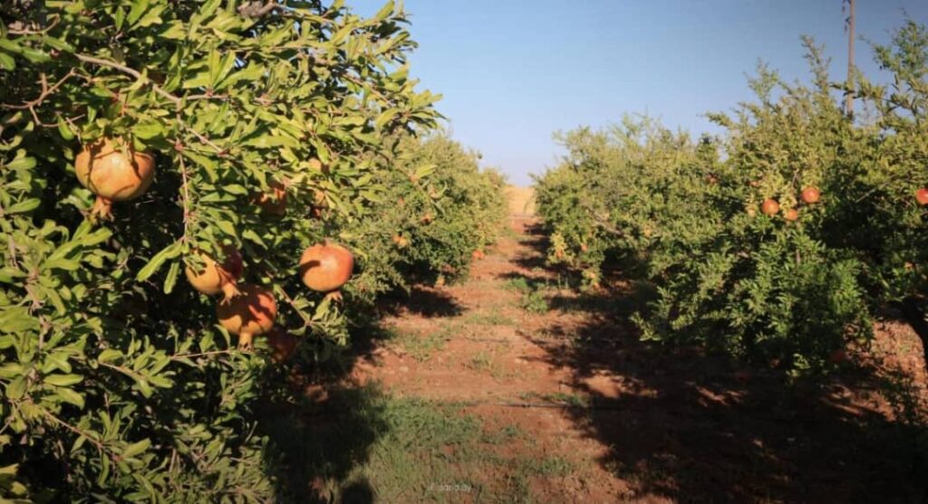 الماء يكسر معادلة "تحويل التراب إلى نقود" .. جدل حول "أغلى مفقود وأرخص 1 الماء يكسر معادلة تحويل التراب