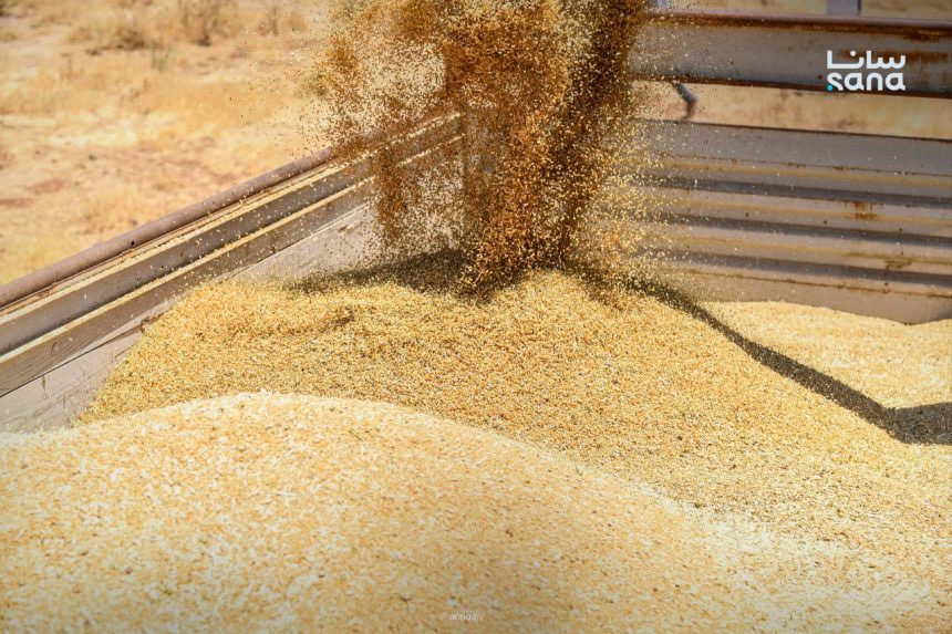 خبراء لـ سانا: تحسن إنتاج القمح يعزز الأمن الغذائي ويتطلب سياسات داعمة لاستدامته 1 photo 2026 06 20 01 04 38