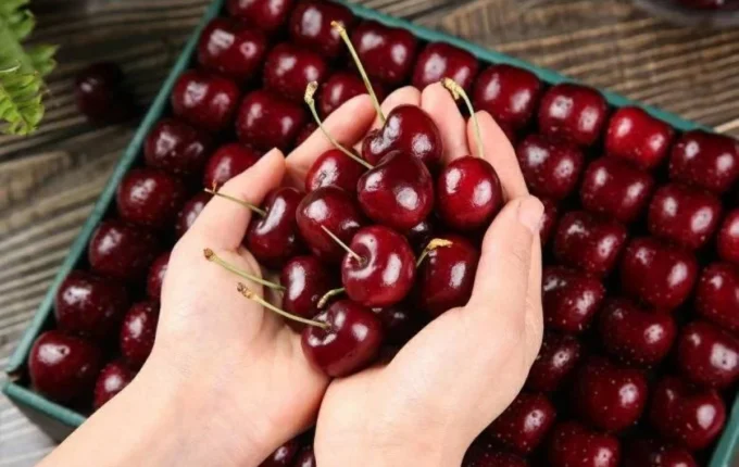 الكرز يبطئ نمو سرطان الثدي
