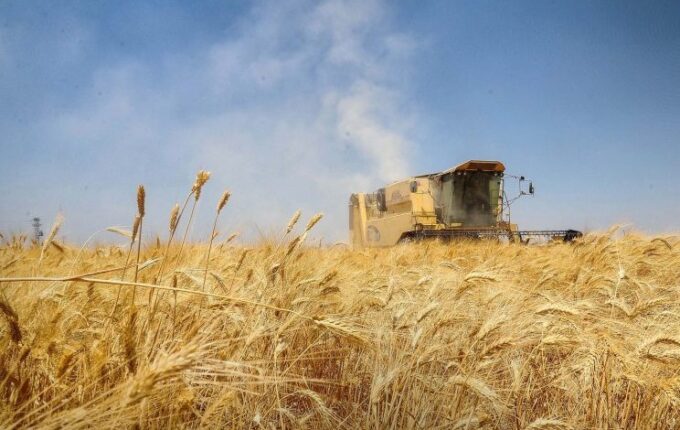 الحسكة ترفع رهان القمح خطة